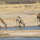 Giraffes face extinction as their numbers decline rapidly due to shrinking habitats
